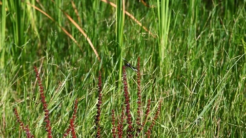 Dragonfly on a plant Stock Footage