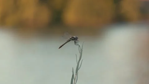 Dragonfly on plant in front of river Stock Footage 280332633