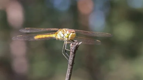 Dragonfly on a plant macro. Stock Footage 113745314