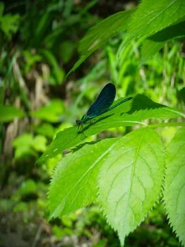 Dragonfly on a plant Stock Photos
