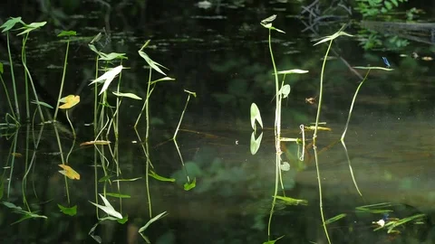 Dragonfly on the plants 스톡 동영상 74657215