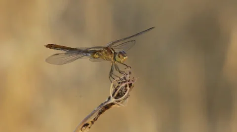 Dragonfly Poised on Stalk Stock Footage 28407605