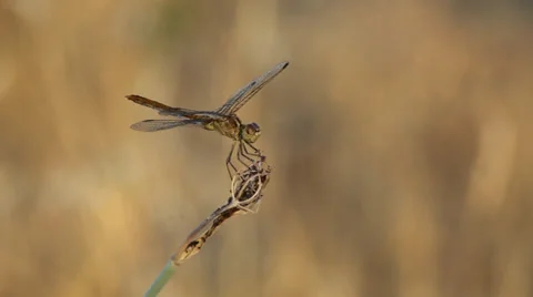 Dragonfly Poised on Stalk Stock Footage 28407680