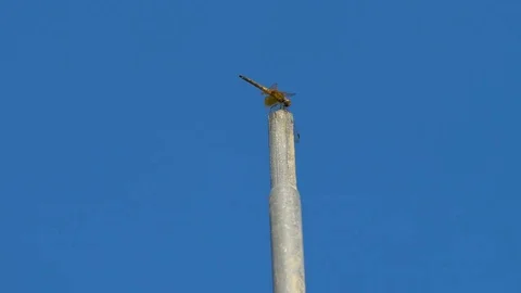 Dragonfly on pole Stock Footage 81064023