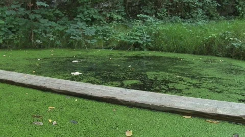 Dragonfly at pond Stock Footage 499061