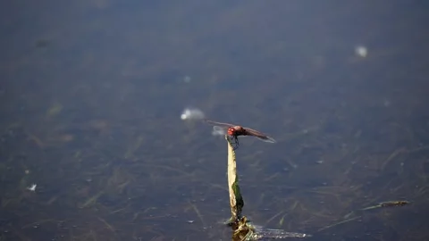 A Dragonfly on a pond. Stock Footage 312971527