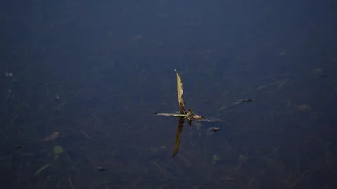 A dragonfly on a pond Vídeos de archivo 312971581