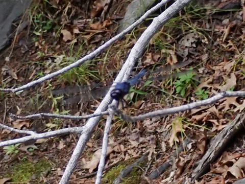 DRAGONFLY by pond Stock Photos