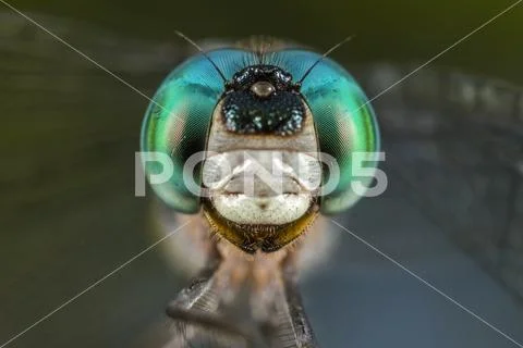 Dragonfly portrait with blue and green eyes macro close up detail Stock Photos
