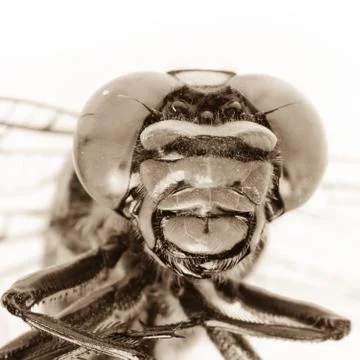 Dragonfly portrait Stock Photos