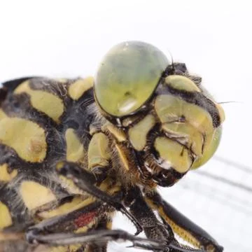 Dragonfly portrait Stock Photos