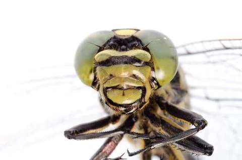 Dragonfly portrait Foto stock
