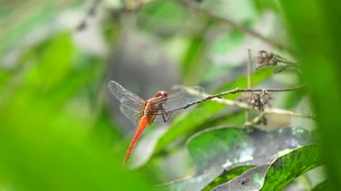 Dragonfly Portrait Video 動画素材 304563502