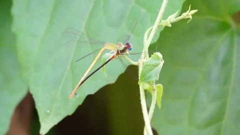 Dragonfly Portrait Video 動画素材 304845705