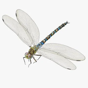 Dragonfly Pose 01 3D Model