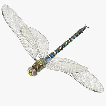 Dragonfly Pose 02 3D Model