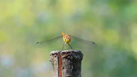 Dragonfly posing on a branch of the tree in the garden 動画素材 45714274