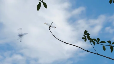 Dragonfly prepares to fly in the summer Stock Footage 113878311