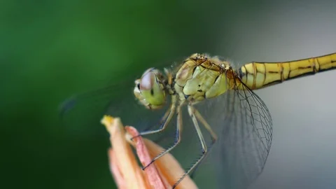 Dragonfly is preparing to fly Stock Footage 91784248