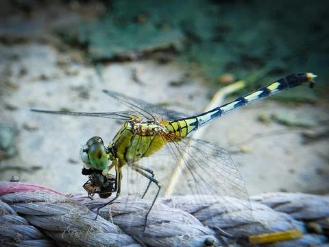Dragonfly with Prey on a Rope Foto stock
