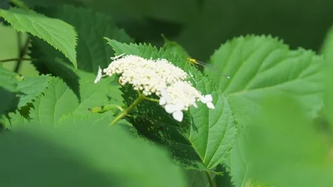 Dragonfly in profile sits on the jagged edge of a hydrangea leaf. Stock Footage 135855053