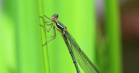 Dragonfly Profile View Video stock 156324750