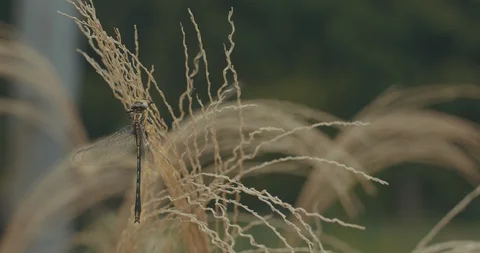 Dragonfly In The Rain Video stock 90060258