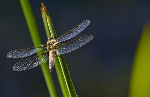 Dragonfly rapsody 库存照片
