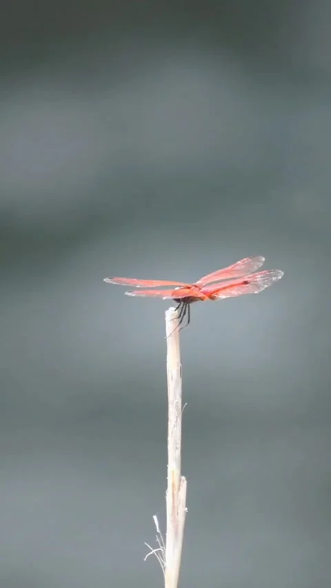 Dragonfly Reached On Stem Against Blurred Water Background - Vertical Footage Stock Footage 343436895