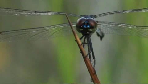 Dragonfly with red eyes Stock Footage 8535990