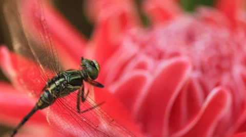 Dragonfly on Red ginger Stock Footage 60406721