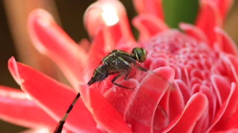Dragonfly on Red ginger Stock Footage 60406762