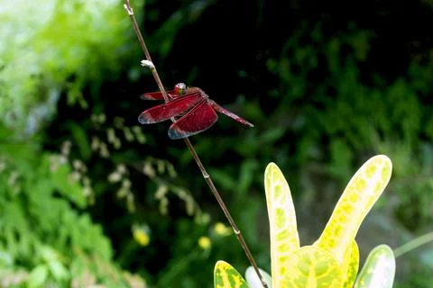 Dragonfly Red Stock Photos