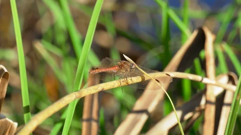 Dragonfly on reed blade Stock Footage 119686106