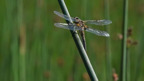 Dragonfly on a reed HD Pro Stock Footage 136907375