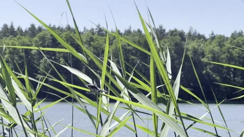 Dragonfly on a reed by the lake Video stock 318848123
