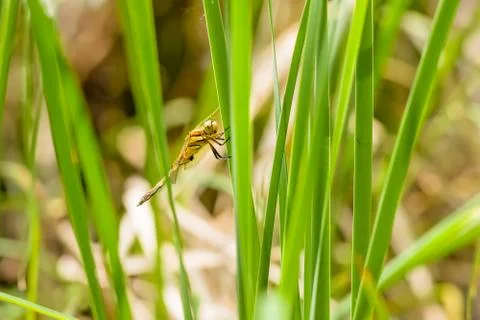 Dragonfly on Reed Leaf Fotos Stock
