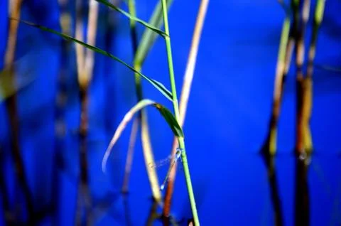 Dragonfly on the reed Stock Photos