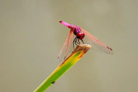 Dragonfly on a reed Stock Photos