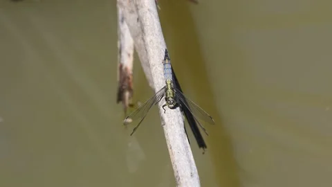 Dragonfly on reed scared of ant Stock Footage 132787156