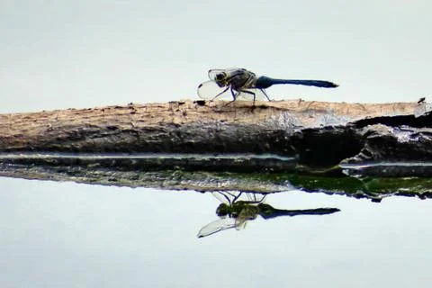 Dragonfly reflections 库存照片