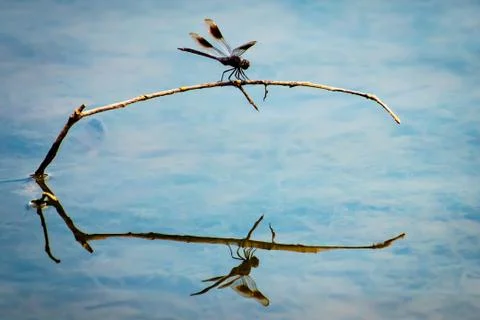 Dragonfly reflections Stock Photos