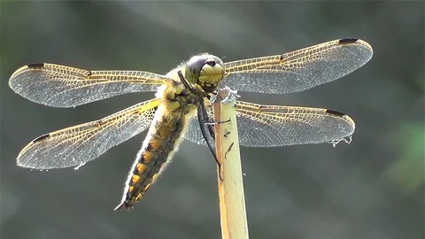 Dragonfly relaxes 스톡 동영상 94696133