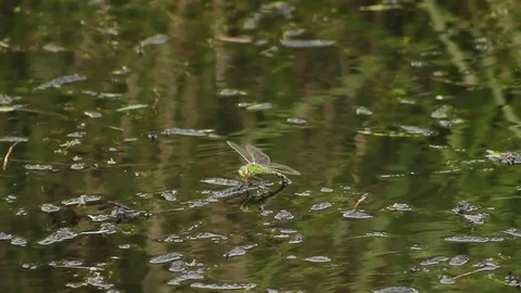Dragonfly at rest and take-off Stock Footage 83509707