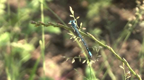 Dragonfly at rest. 動画素材 7753209
