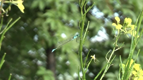 Dragonfly at rest. Stock Footage 7758564