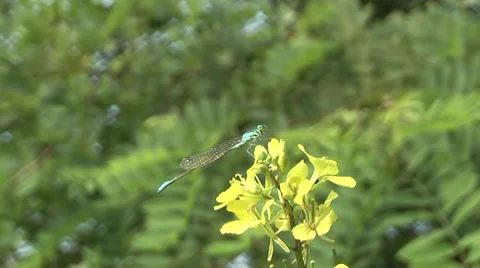 Dragonfly at rest. 库存影片 7758579