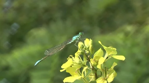 Dragonfly at rest. Stock Footage 7758581