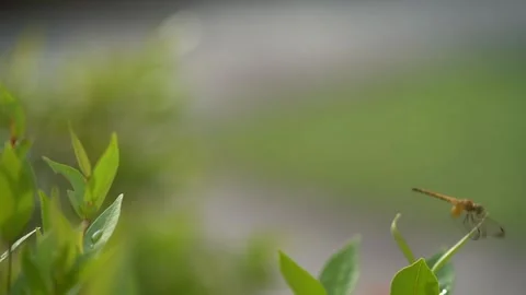 Dragonfly rest on leaves Stock Footage 292761429