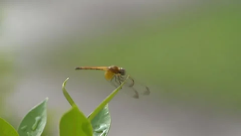 Dragonfly rest on leaves Stock Footage 295103682